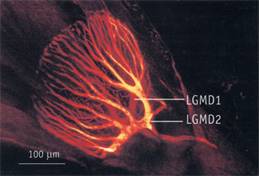 the LGMD neuron, with 
                          presynaptic neural networks for collision detection